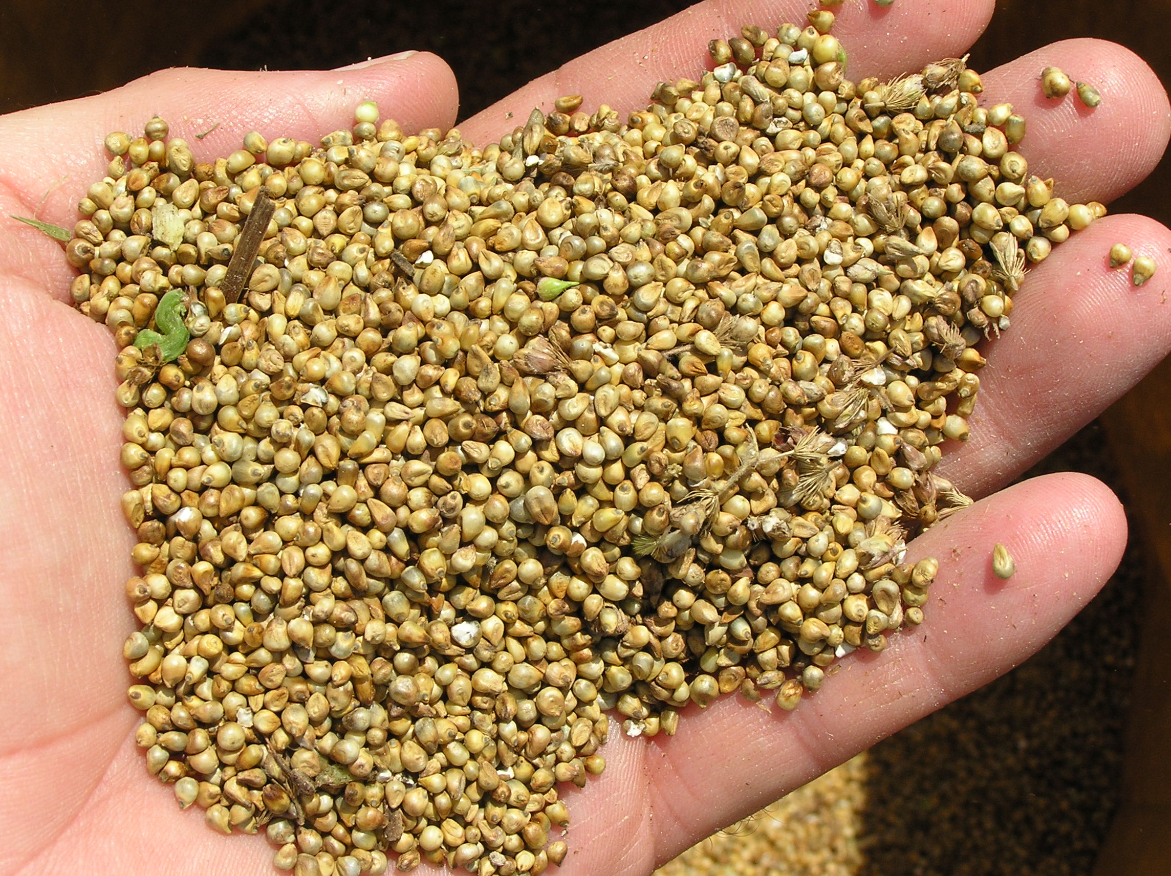 Bajra Pearl Millet