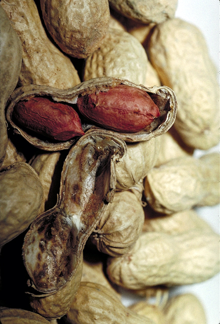 Groundnut Kernels