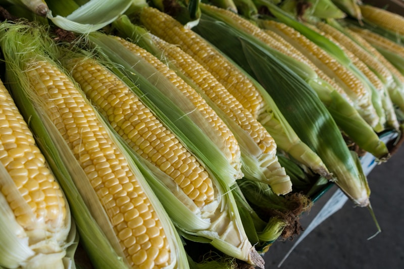 Yellow Maize Corn